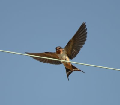 Barn Swallow Coming in for a Landing