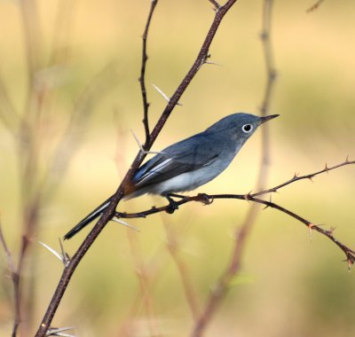 Blue-gray Gnatcatcher, Basic Plumage