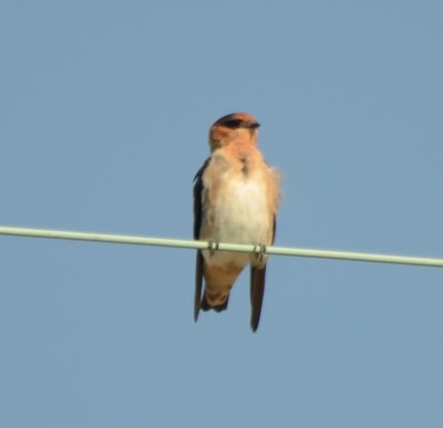 Cave Swallow