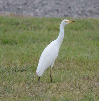 Cattle Egret, Basic Plumage