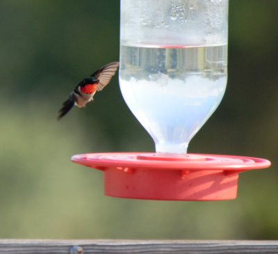 Ruby-throated Hummingbird, Male