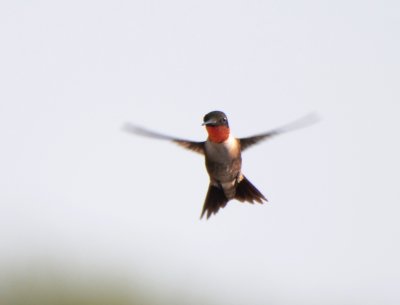 Ruby-throated Hummingbird, Male