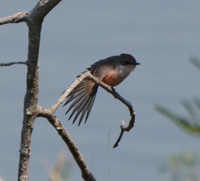 Vermilion Flycatcher Stretching, Immature Male