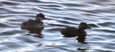 Least Grebe and Chick