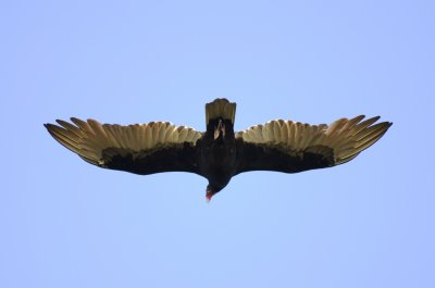 Turkey Vulture