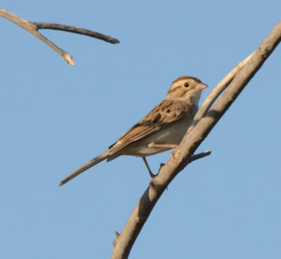 Clay-colored Sparrow, Basic Plumage