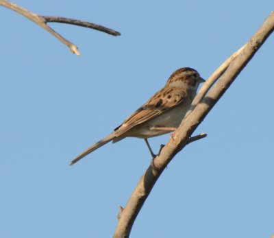 Clay-colored Sparrow