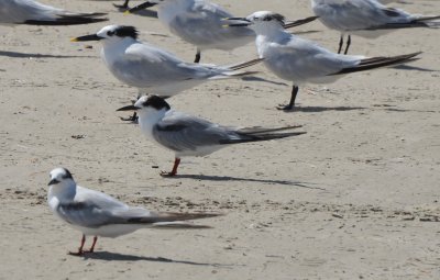 Common and Sandwich Terns, Basic Plumage