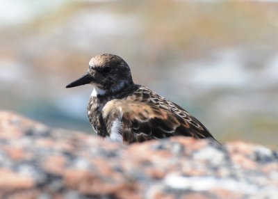 Ruddy Turnstone, Basic Plumage