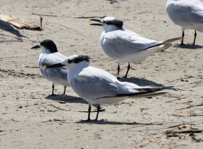 Sandwich and Common Terns, Basic Plumage