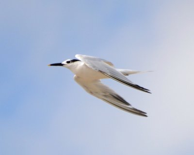 Sandwich Tern, Basic Plumage
