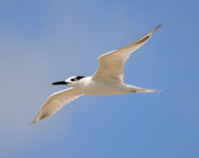 Sandwich Tern, Basic Plumage