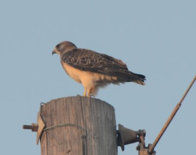 Swainson's Hawk, Light Morph