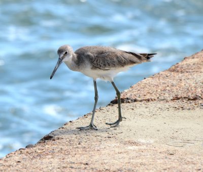 Western Willet, Basic Plumage