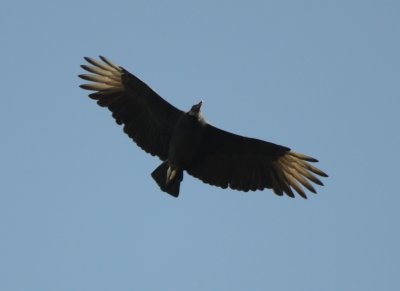 Black Vulture