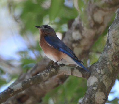 Eastern Bluebird, Female