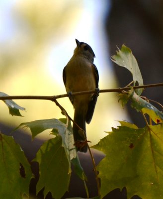 Tufted Titmouse