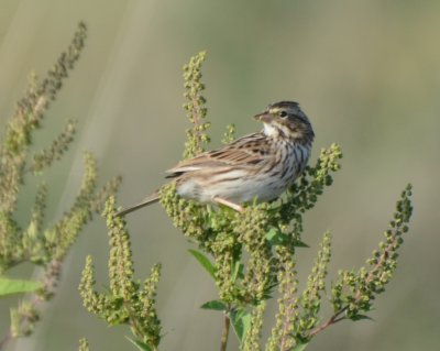 Savannah Sparrow