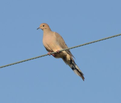 Mourning Dove