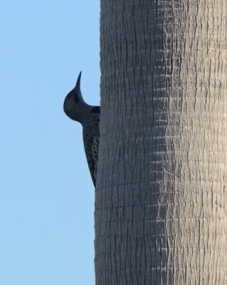 Yellow-shafted Northern Flicker,  Male