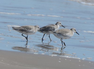 Red Knots, Basic Plumage