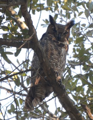 Eastern Great-horned Owl
