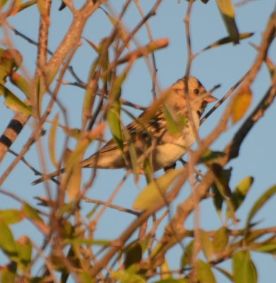 Harris's Sparrow, Basic Plumage