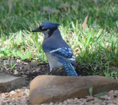 Blue Jay