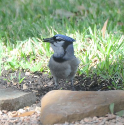 Blue Jay