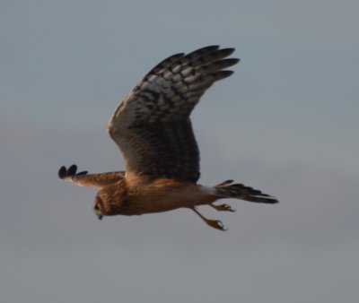 Northern Harrier, Female