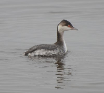 Horned Grebe, Basic Plumage