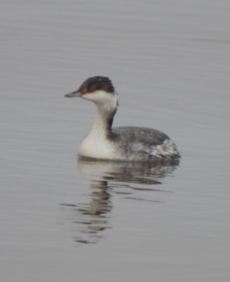 Horned Grebe, Basic Plumage