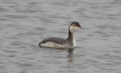 Horned Grebe, Basic Plumage