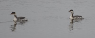 Horned Grebes, Basic Plumage