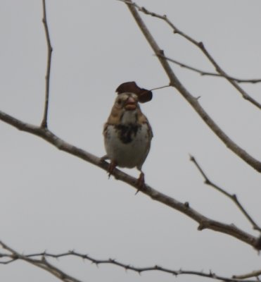 Harris's Sparrow