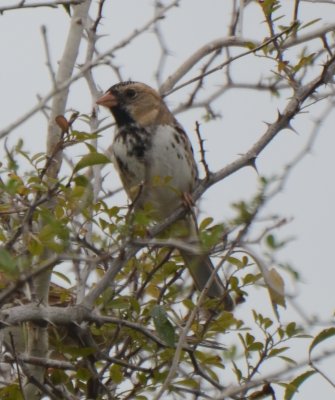 Harris's Sparrow