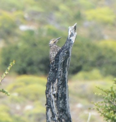 Chilean Flicker