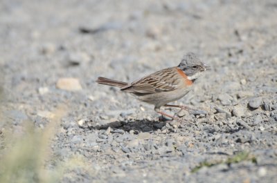 Rufous-collared Sparrow