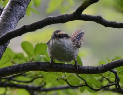 Thorn-tailed Rayadito