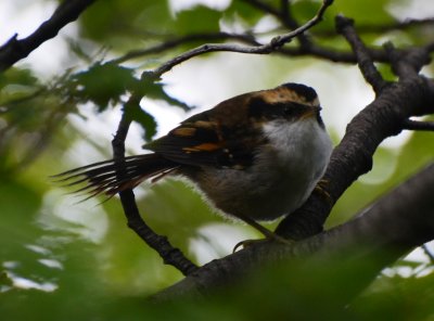 Thorn-tailed Rayadito