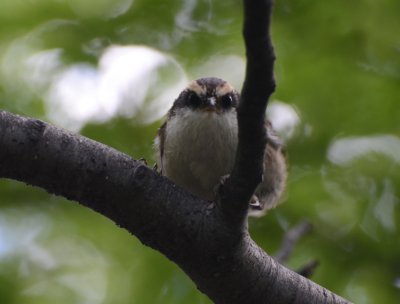 Thorn-tailed Rayadito