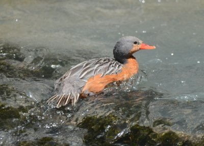 Torrent Duck, Female