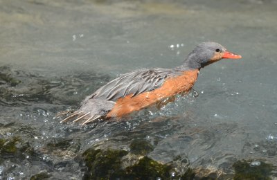 Torrent Duck, Female