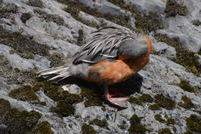 Torrent Duck, Female, Preneeing