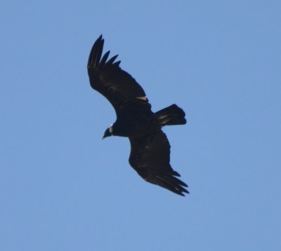 Andean Condor, Female