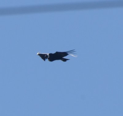 Andean Condor, Female