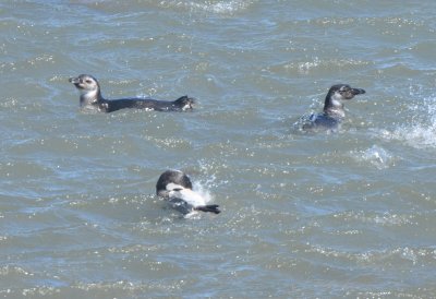 Juvenile Magellanic Penguins Playing in the Ocean