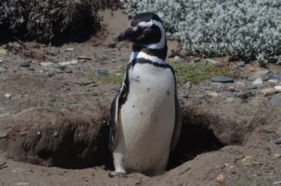 Magellanic Penguin Emerging from Burrow