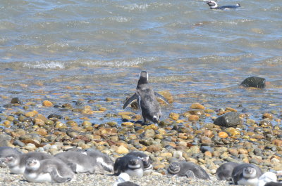 Magellanic Penguin Joining his Friend for a Swim