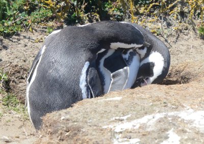 Magellanic Penguin Pair Sharing a Tender Moment